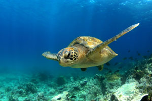 Galapagos Turtle