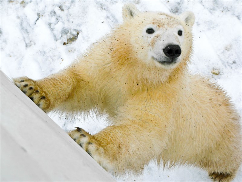 Polar bear close up