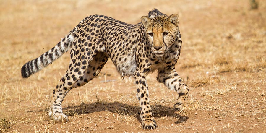 Cheetah Conservation Project