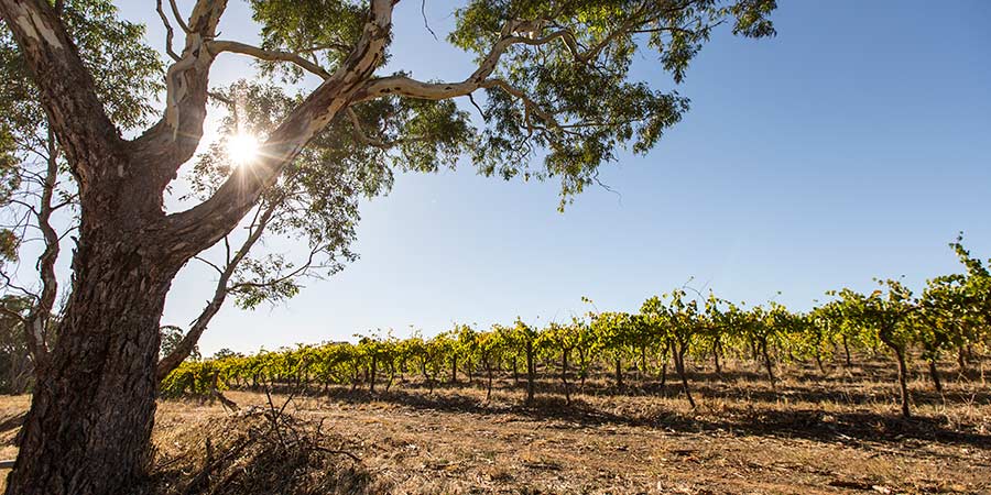 Barossa Valley