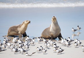 Kangaroo Island Experience