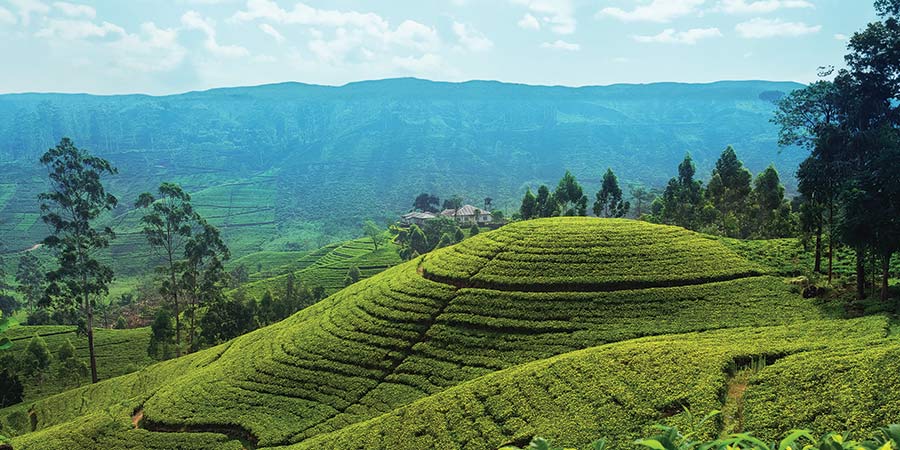 Sri Lanka, Temples and Tea