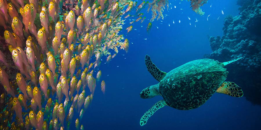 A school of fish swim past a sea turtle in deep Australian waters. 