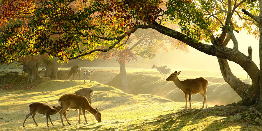 Nara Deer Park